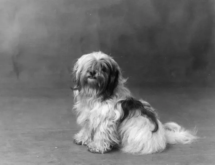Framed Print : FALL / TIBETAN TERRIER / 35 Framed Print : FALL / TIBETAN TERRIER / 35