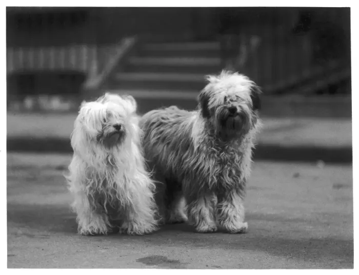 Framed Print : FALL / TIBETAN TERRIER / 37 Framed Print : FALL / TIBETAN TERRIER / 37
