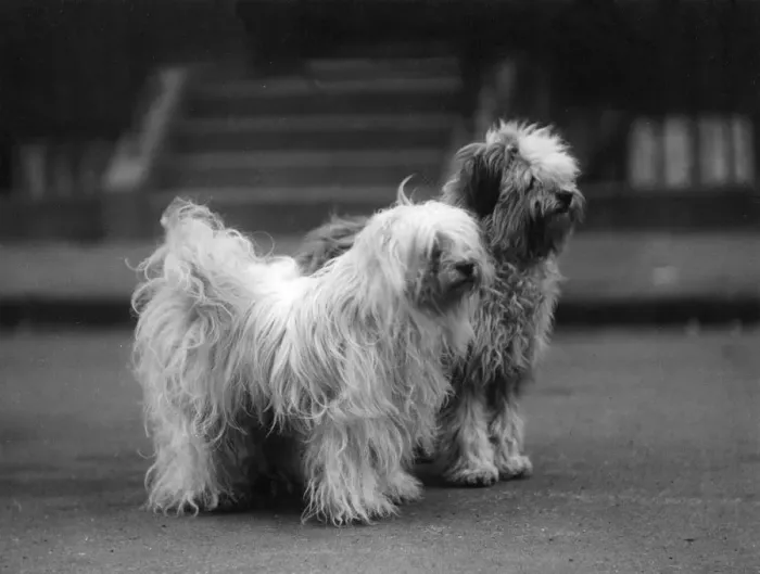 Framed Print : FALL / TIBETAN TERRIER / 37 Framed Print : FALL / TIBETAN TERRIER / 37