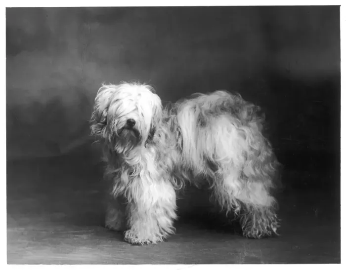 Framed Print : FALL / TIBETAN TERRIER / 39 Framed Print : FALL / TIBETAN TERRIER / 39