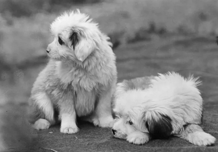 Framed Print : FALL / TIBETAN TERRIER / 47 Framed Print : FALL / TIBETAN TERRIER / 47