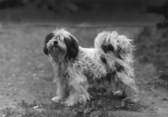 Framed Print : Fall / Tibetan Terriers / 47 Framed Print : Fall / Tibetan Terriers / 47