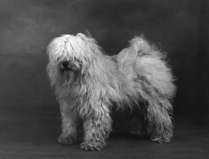 Framed Print : Fall / Tibetan Terriers / 51 Framed Print : Fall / Tibetan Terriers / 51