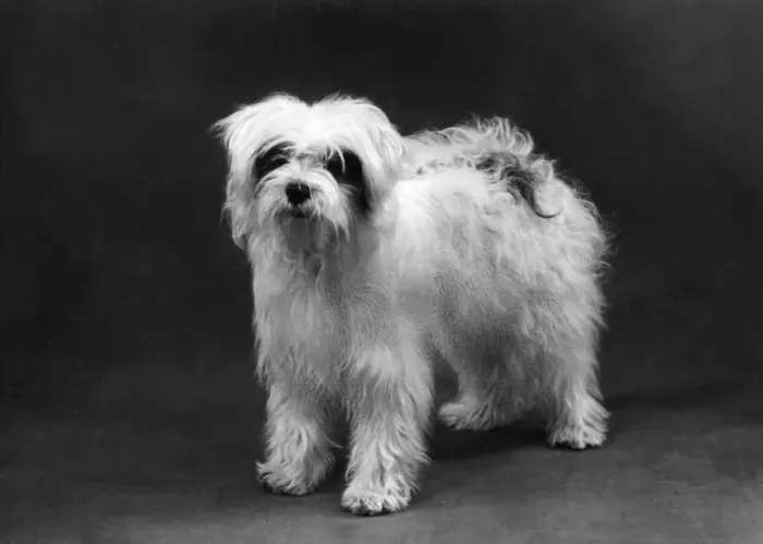 Framed Print : FALL / TIBETAN TERRIERS / 59 Framed Print : FALL / TIBETAN TERRIERS / 59