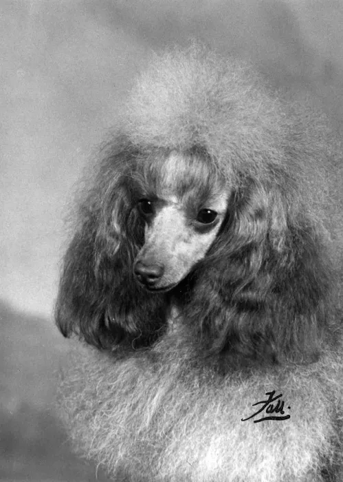 Framed Print : FALL / TOY POODLE / 1963 Framed Print : FALL / TOY POODLE / 1963