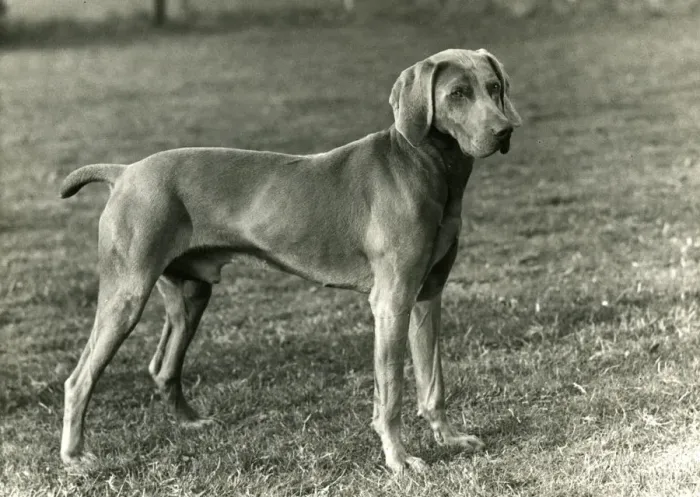 Framed Print : FALL / WEIMARANER / 1956 Framed Print : FALL / WEIMARANER / 1956
