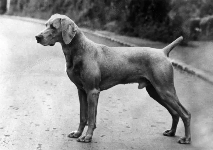 Framed Print : FALL / WEIMARANER / 1963 Framed Print : FALL / WEIMARANER / 1963