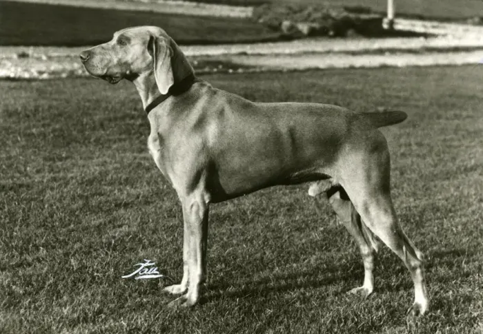 Framed Print : FALL / WEIMARANER / 1969 Framed Print : FALL / WEIMARANER / 1969
