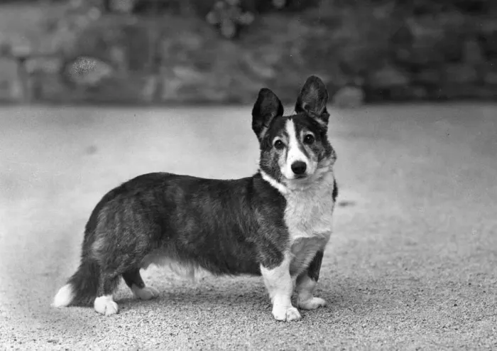 Framed Print : FALL / WELSH CORGI / 1948 Framed Print : FALL / WELSH CORGI / 1948