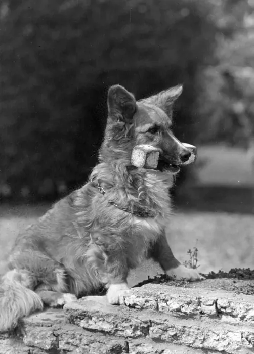 Framed Print : FALL  /  WELSH CORGI  /  1950