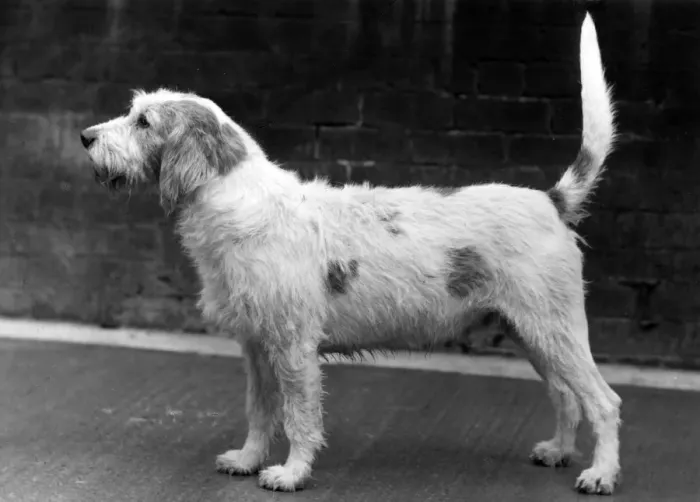 Framed Print : FALL / WELSH HOUND / 1958 Framed Print : FALL / WELSH HOUND / 1958