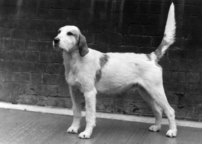 Framed Print : FALL / WELSH HOUND / 1958 Framed Print : FALL / WELSH HOUND / 1958