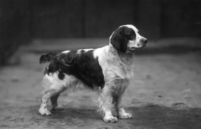 Framed Print : FALL / WELSH SPRINGER / 1928 Framed Print : FALL / WELSH SPRINGER / 1928