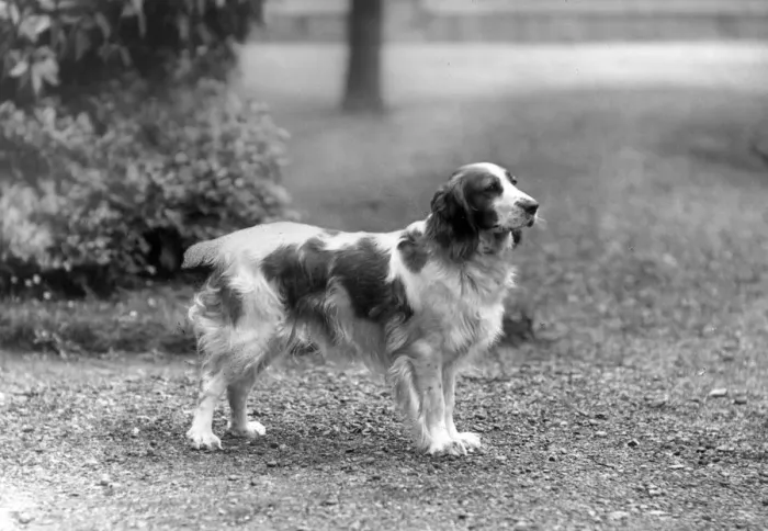 Framed Print : FALL / WELSH SPRINGER / 1934 Framed Print : FALL / WELSH SPRINGER / 1934
