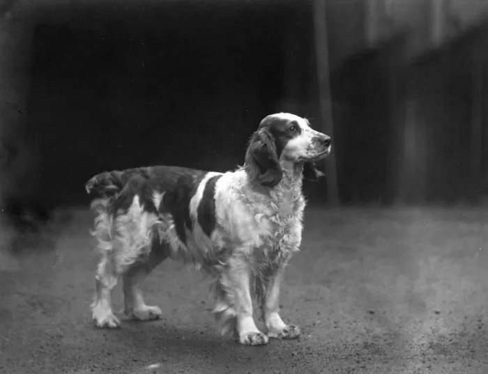 Framed Print : FALL / WELSH SPRINGER / 1938 Framed Print : FALL / WELSH SPRINGER / 1938
