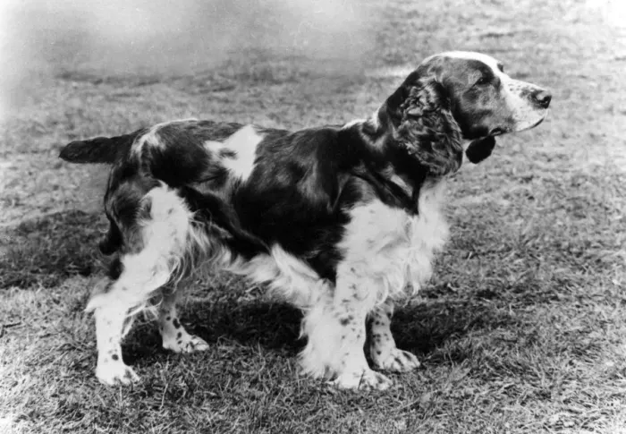 Framed Print : FALL / WELSH SPRINGER / 1971 Framed Print : FALL / WELSH SPRINGER / 1971