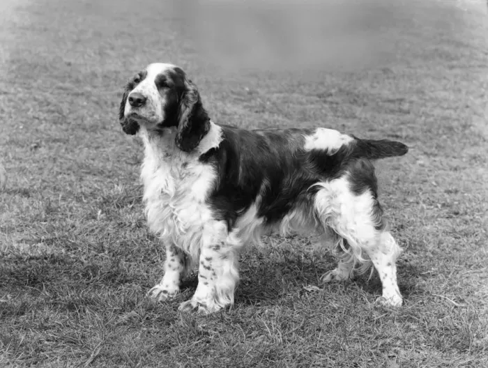 Framed Print : FALL / WELSH SPRINGER / 1971 Framed Print : FALL / WELSH SPRINGER / 1971