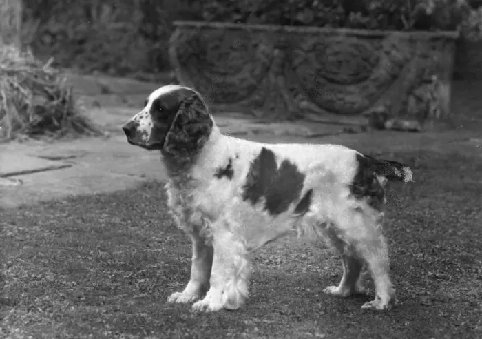 Framed Print : FALL / WELSH SPRINGER Framed Print : FALL / WELSH SPRINGER