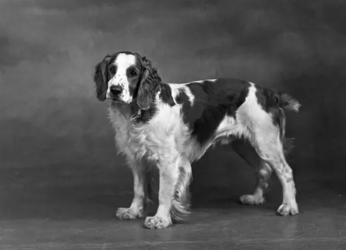 Framed Print : FALL / WELSH SPRINGER Framed Print : FALL / WELSH SPRINGER