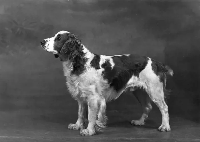 Framed Print : FALL / WELSH SPRINGER Framed Print : FALL / WELSH SPRINGER
