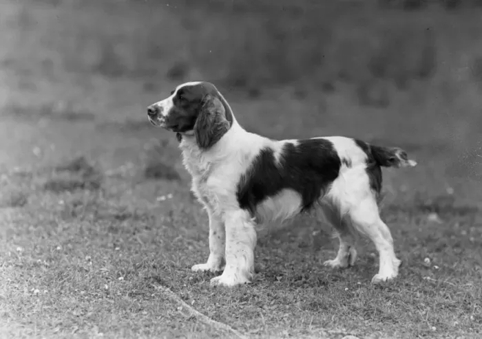 Framed Print : FALL / WELSH SPRINGER Framed Print : FALL / WELSH SPRINGER