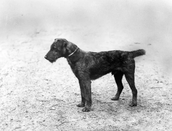 Framed Print : FALL / WELSH TERRIER / 1905 Framed Print : FALL / WELSH TERRIER / 1905