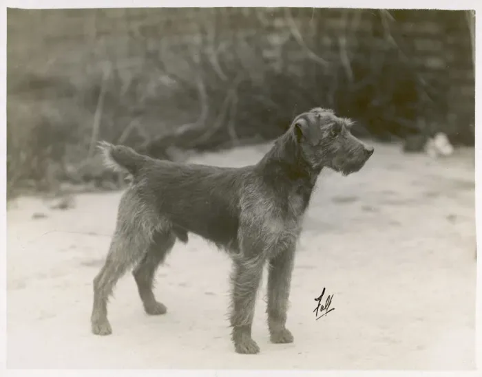Framed Print : FALL / WELSH TERRIER / 1931 Framed Print : FALL / WELSH TERRIER / 1931