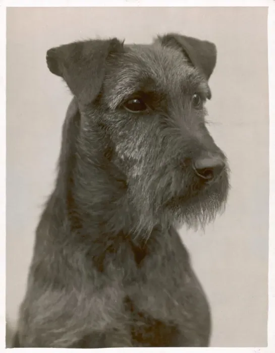 Framed Print : Fall - Welsh Terrier - 1931 Framed Print : Fall - Welsh Terrier - 1931