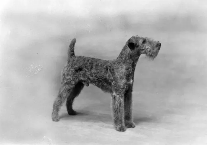 Framed Print : FALL / WELSH TERRIER / 1936 Framed Print : FALL / WELSH TERRIER / 1936