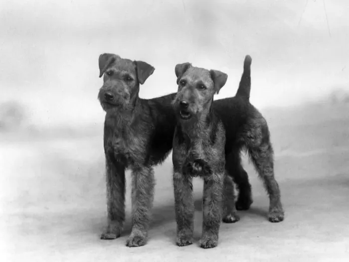 Framed Print : FALL / WELSH TERRIER / 1937 Framed Print : FALL / WELSH TERRIER / 1937