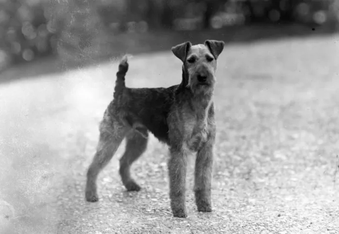 Framed Print : FALL / WELSH TERRIER / 1946 Framed Print : FALL / WELSH TERRIER / 1946