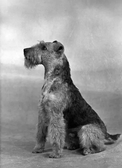Framed Print : FALL / WELSH TERRIER / 1949 Framed Print : FALL / WELSH TERRIER / 1949