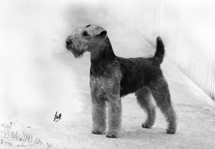 Framed Print : FALL / WELSH TERRIER / 1952 Framed Print : FALL / WELSH TERRIER / 1952