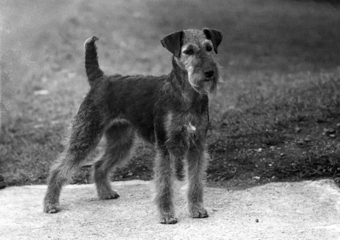 Framed Print : FALL / WELSH TERRIER / 1953 Framed Print : FALL / WELSH TERRIER / 1953