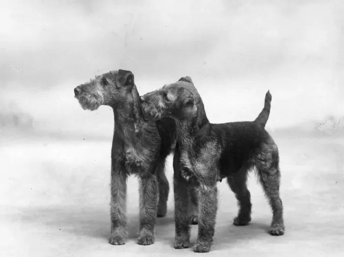 Framed Print : FALL / WELSH TERRIERS / 1937 Framed Print : FALL / WELSH TERRIERS / 1937