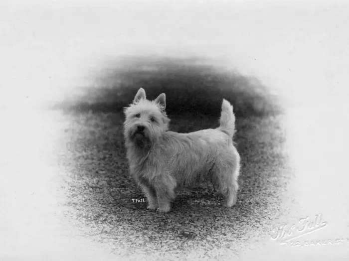 Framed Print : FALL / WESTIE / 1920 Framed Print : FALL / WESTIE / 1920
