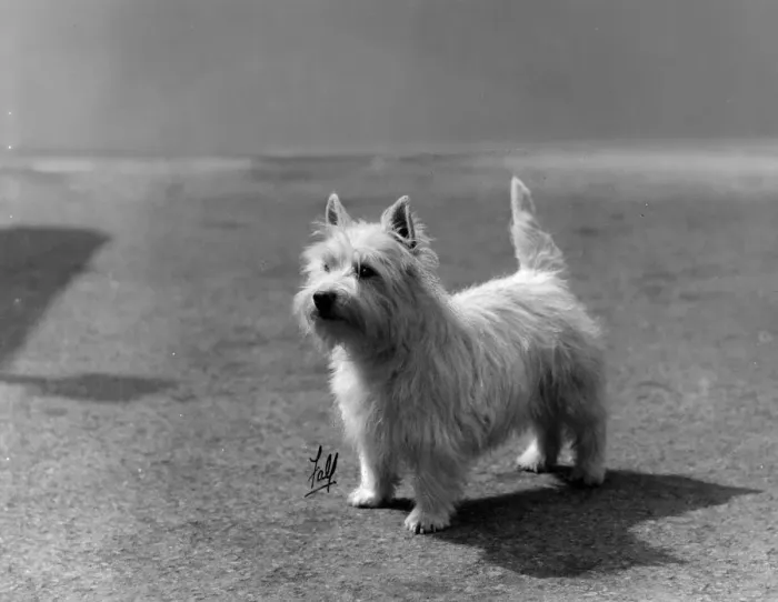 Framed Print : FALL  /  WESTIE  /  1931