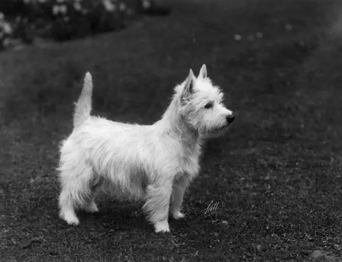 Framed Print : FALL / WESTIE / 1933 Framed Print : FALL / WESTIE / 1933