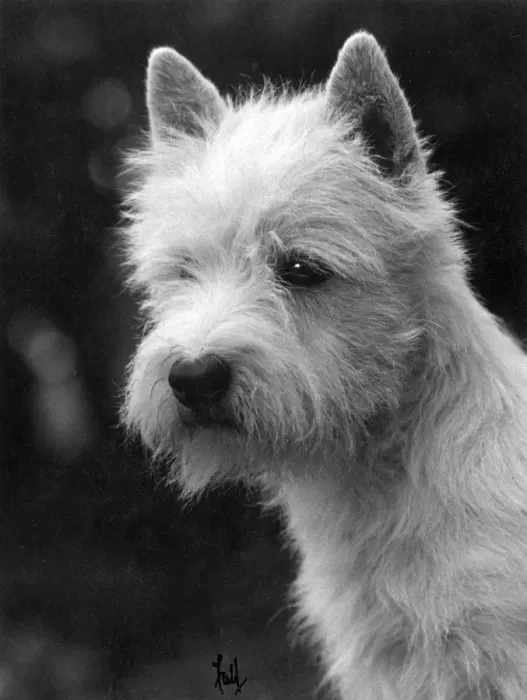 Framed Print : FALL / WESTIE / 1933 Framed Print : FALL / WESTIE / 1933