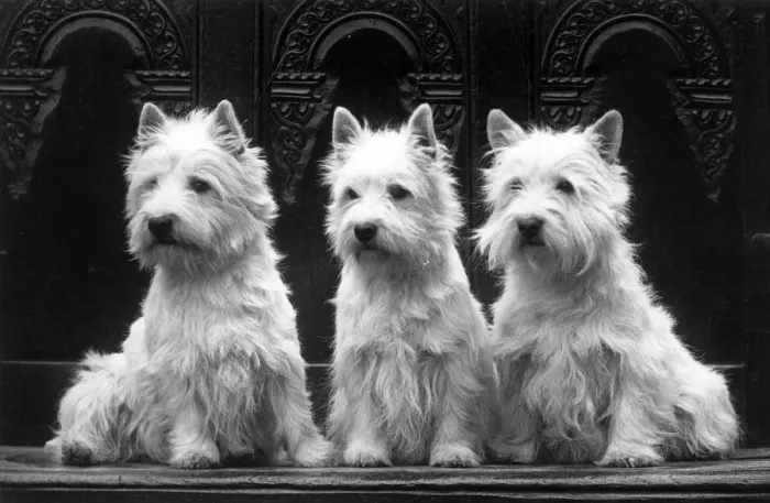 Framed Print : FALL / WESTIE / 1936 Framed Print : FALL / WESTIE / 1936