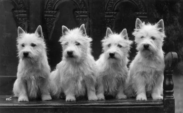 Framed Print : FALL / WESTIE / 1936 Framed Print : FALL / WESTIE / 1936