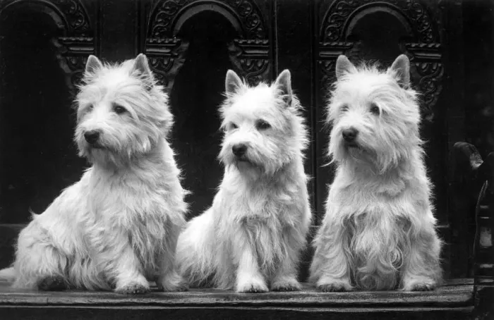 Framed Print : FALL / WESTIE / 1936 Framed Print : FALL / WESTIE / 1936