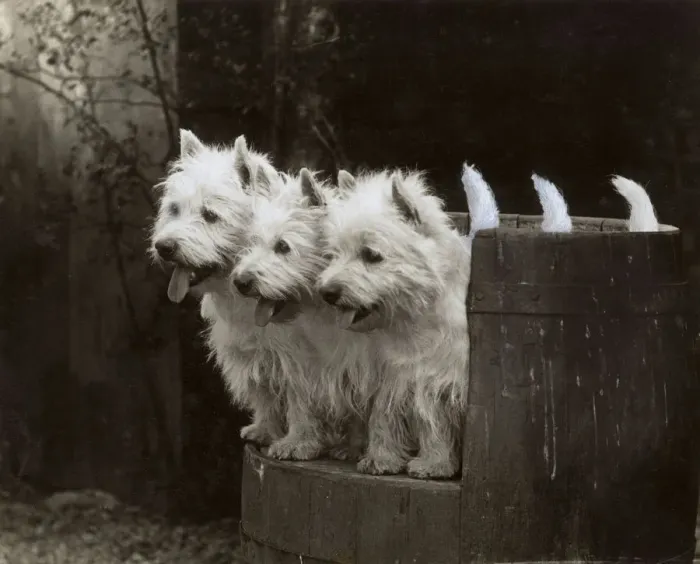 Framed Print : FALL / WESTIE / 1937 Framed Print : FALL / WESTIE / 1937