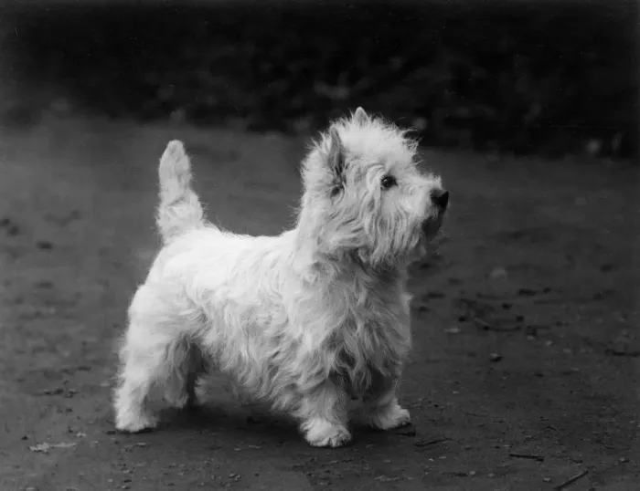 Framed Print : FALL / WESTIE / 1938 Framed Print : FALL / WESTIE / 1938