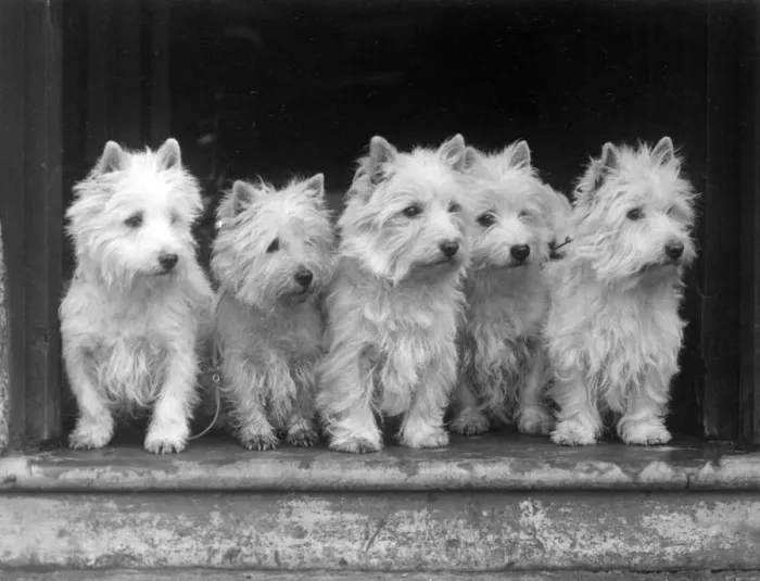 Framed Print : FALL / WESTIE / 1938 Framed Print : FALL / WESTIE / 1938