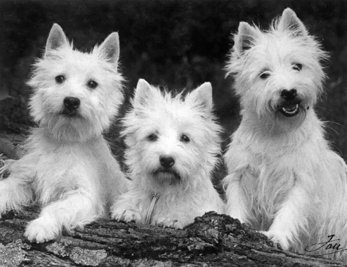 Framed Print : FALL / WESTIE / 1938 Framed Print : FALL / WESTIE / 1938