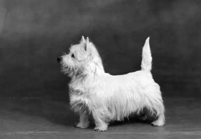Framed Print : FALL / WESTIE / 1945 Framed Print : FALL / WESTIE / 1945