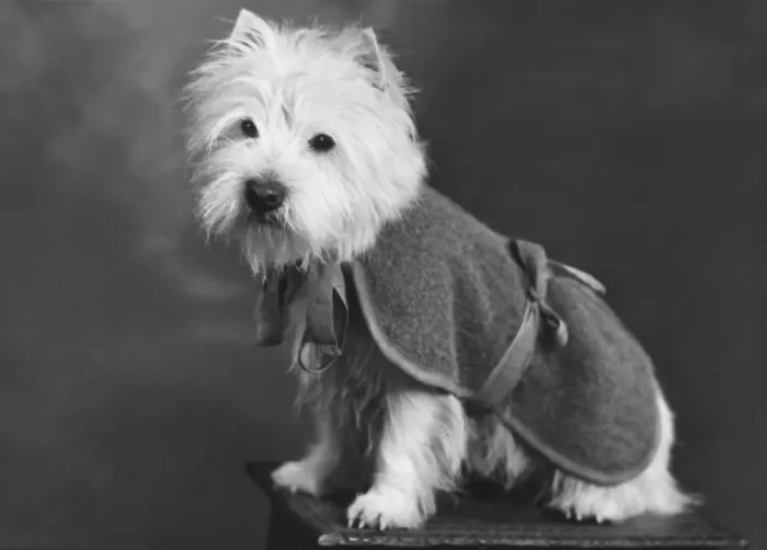 Framed Print : FALL / WESTIE / 1947 Framed Print : FALL / WESTIE / 1947