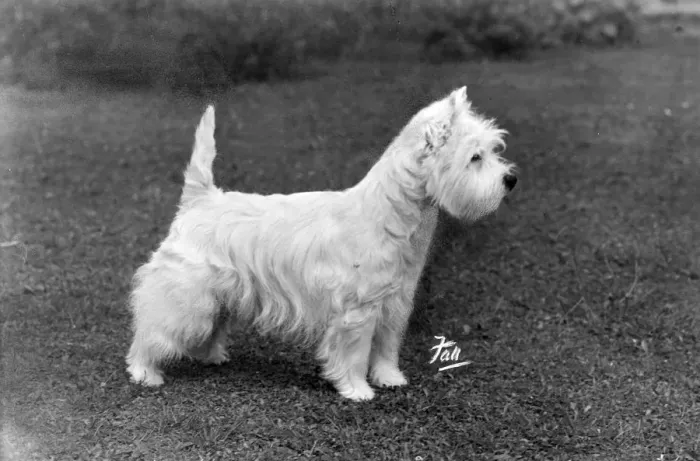 Framed Print : FALL / WESTIE / 1950 Framed Print : FALL / WESTIE / 1950