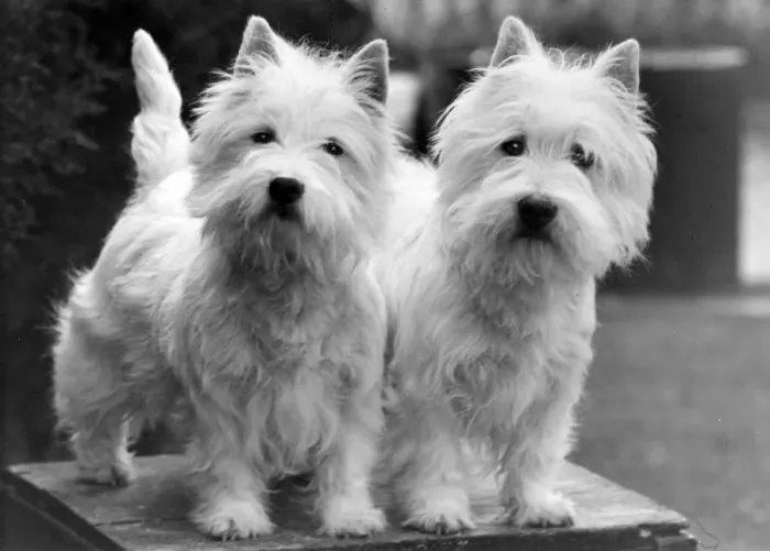 Framed Print : FALL / WESTIE / 1952 Framed Print : FALL / WESTIE / 1952